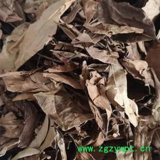 榕树叶 落地金钱 小榕叶 正品保证质量7天无理由退货退款 安品堂图4