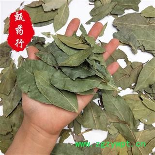 香叶 色绿选货碎叶少 一手货源批发 产地广西 甄选药材行 为你真选好药材图3