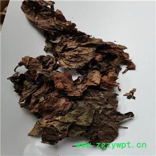 杜仲叶 统 产地 四川省泸州市图2