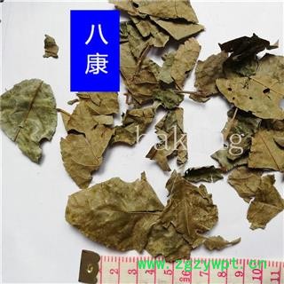 青钱柳叶 统图2