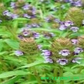 绿包藤 正品保证质量7天无理由退货退款 华安堂图2