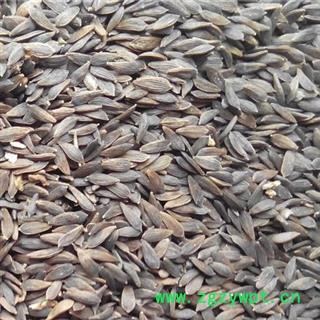 吉康药业黑巨胜  黑生菜籽 非黑芝麻  黑生菜子 莴苣子 莴苣 莴苣笋 莴菜 香莴笋图2