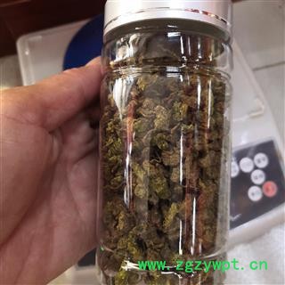 新辉药业优质青钱柳叶 精品茶饮青钱柳叶图2