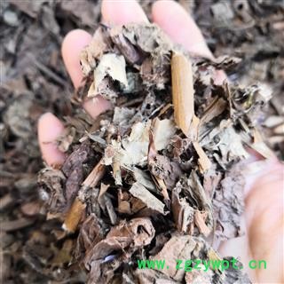 新辉药业猪笼草 水罐植物 猴水瓶 猴子埕 猪仔笼 雷公壶图2