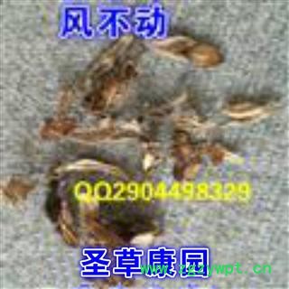 圣草康园 中药材  风不动  霹雳图2