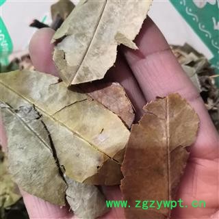 新辉药业石楠藤  爬岩香  石楠藤叶图2