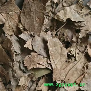 枫叶 枫树叶 正品保证质量7天无理由退货退款 安品堂图3