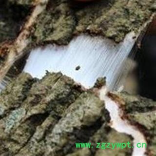 杜仲 杜仲方片 块 产地 山西省图2