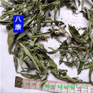 甜叶菊 药用01图2