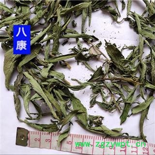 甜叶菊  产地 湖北省宜昌市图3