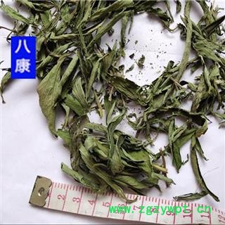 甜叶菊  产地 湖北省宜昌市图2