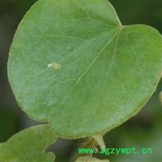 亚乎奴 锡生藤 正品保证质量7天无理由退货退款 华安堂图2