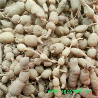 吉康药业 中药材虎刺根 老鼠刺 绣花针根 老虎刺 伏牛花根 干品图2