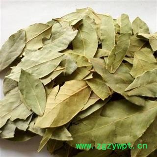 香叶香料批发香叶正品保证质量 中药材批发 丽丽药业图2