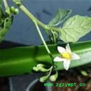 金刚散 价格电话谈 玉葡萄、枫藤、山葡萄、绿葡萄、耳坠果、飞蜈蚣藤、野葡萄 华安堂图2