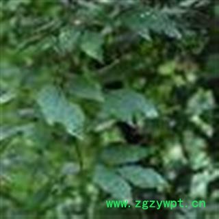 金刚散 价格电话谈 玉葡萄、枫藤、山葡萄、绿葡萄、耳坠果、飞蜈蚣藤、野葡萄 华安堂图3