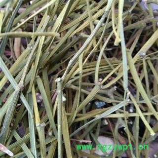 柄果槲寄生 无叶寄生 螃蟹脚 正品保证质量7天无理由退货退款 华安堂图4