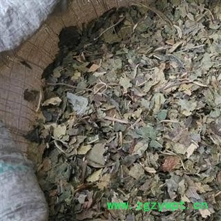 桑叶 霜桑叶 经过霜打黄色的 地道药材  产地 山东省图2