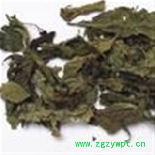 吉康药业紫珠叶 小叶紫珠叶  产地贵州图3