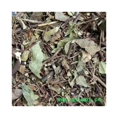 络石藤 络石藤统段  产地 河南省