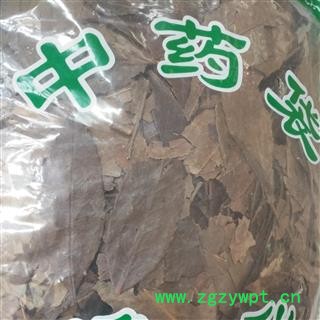 新辉药业四季青 红冬青 油叶树 树顶子图2