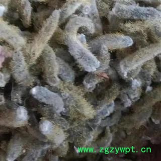 中药材黄花柳 柳树黄花产地直销重在品质吉康药业图2