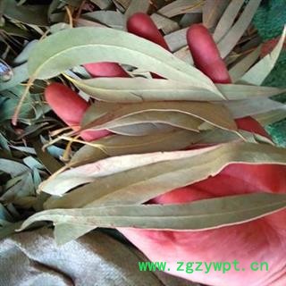 桉叶 别名桉树叶 统货正品保证质量 中药材批发 丽丽药业图2