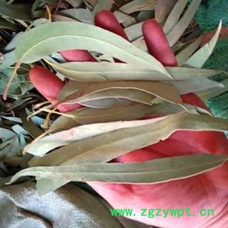 桉叶 别名桉树叶 统货正品保证质量 中药材批发 丽丽药业图4