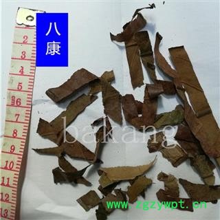 枇杷叶 生01统图2