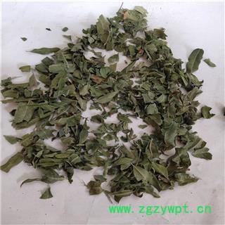 罗布麻叶 统图2