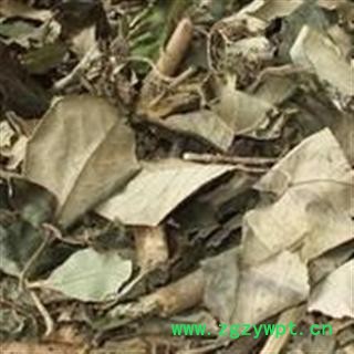 吉康药业紫珠叶 大叶紫珠叶  大风叶产地福建图2