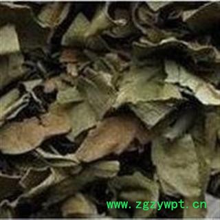 吉康药业柿叶柿子叶柿叶颜色好新货图2