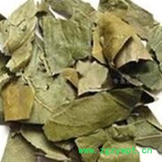 新辉药业霜柿叶 柿树叶 柿子叶 新货图2