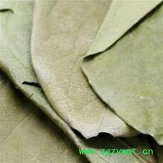 新辉药业霜柿叶 柿树叶 柿子叶 新货图3