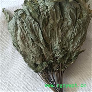 新辉药业长白山人参叶 山参叶  叶绿新货图2