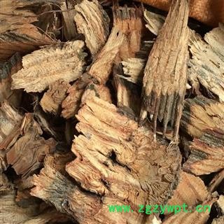 圣草康园扁担藤 扁藤 大芦藤 铁带藤 扁骨风 腰带藤图2