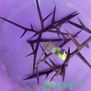 野生皂角刺 大刺 产地 河南省平顶山市汝州市图3