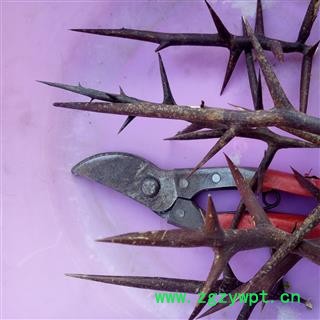 野生皂角刺 大刺 产地 河南省平顶山市汝州市图2