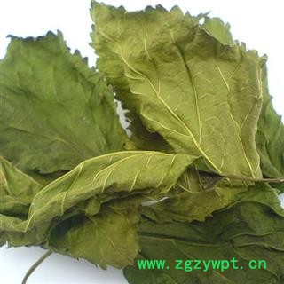 桑叶 统 产地 山东省 华美中药 产地直销 重在品质图2