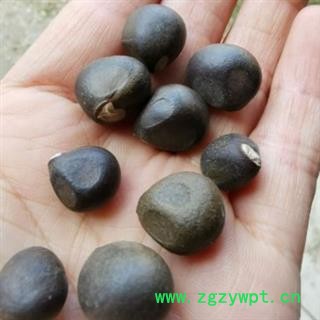 新辉药业中药材文冠果 土木瓜 木瓜 温旦革子图2