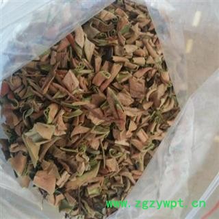 石韦 统 产地 云南省 产地直销 重在质量图3