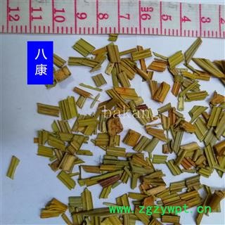 铁树叶 统货图2