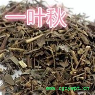 一叶萩 一叶秋 别明小粒蒿、横子、粉条、老鼠牙、马扫帚牙、小孩拳、叶下珠、狗舌条、八颗叶下珠、山帚条条、狗杏条、花帚条图2