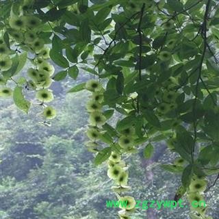 【新货】2021秦岭老树青钱柳叶茶金钱柳茶 传统方法制做500g图2