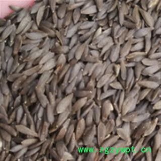 新辉药业正品莴苣子  黑生菜 黑巨胜图2