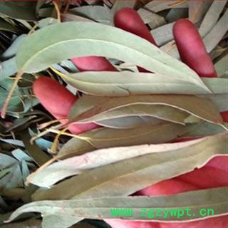 新辉药业桉叶  蓝桉叶 羊草果叶图2