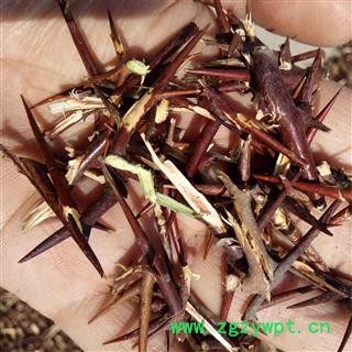 野生皂角刺 纯刺绝无假无杆 产地 河南省平顶山市汝州市可以机切（供药店）图3