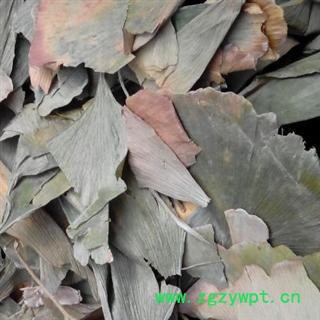 银杏叶 统 产地 山东省 国药堂 专注品质图2