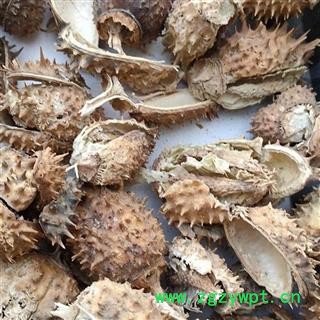 曼陀罗壳 刺天茄 正品保证质量7天无理由退货退款 华安堂图4