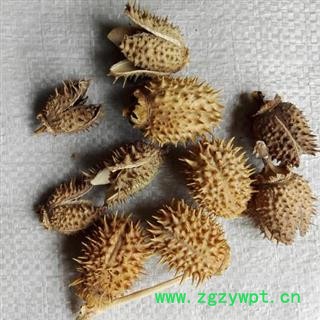 曼陀罗壳 刺天茄 正品保证质量7天无理由退货退款 华安堂图2